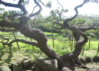 久米島　五枝の松